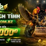 b52-livecasino-banner-1