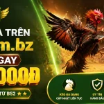 b52-livecasino-banner-2